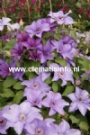 Clematis ESTHER 